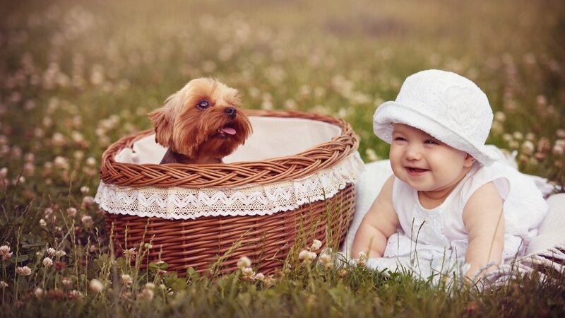 Baby and Dog in Basket — White, Serene, Afternoon