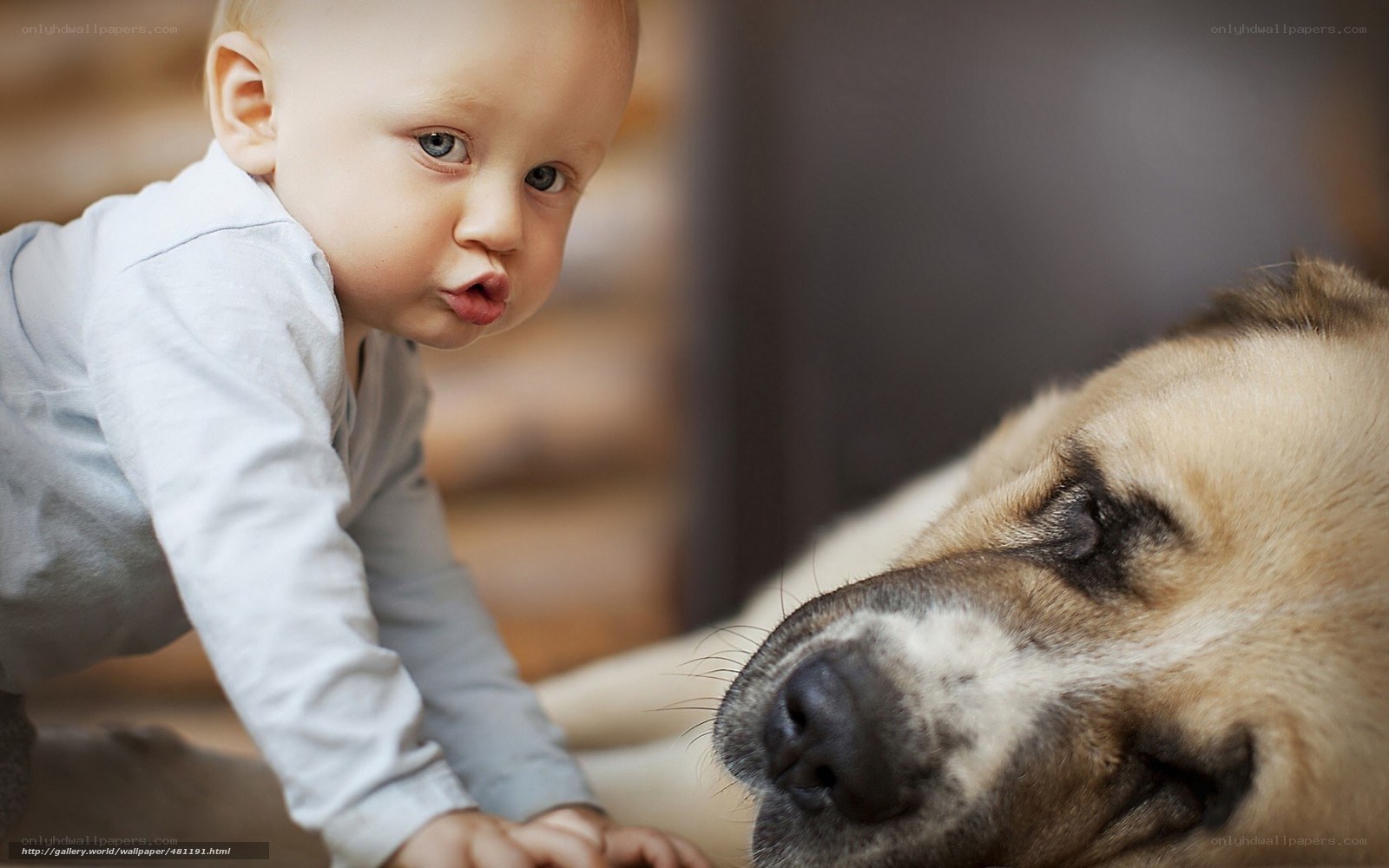 Baby and dog interacting
