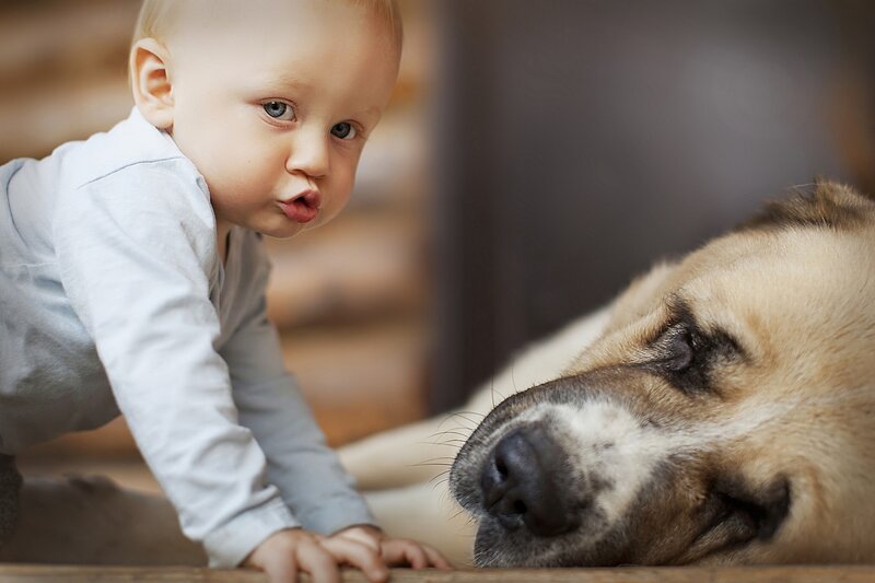 Baby and dog playing together