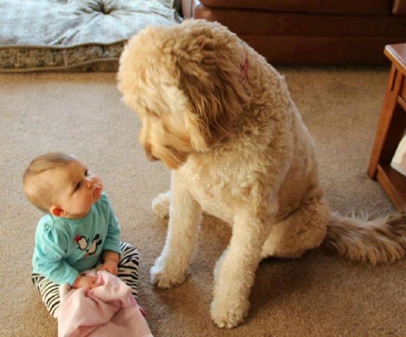 Baby and Dog Sitting — Beige, Calm, Photograph