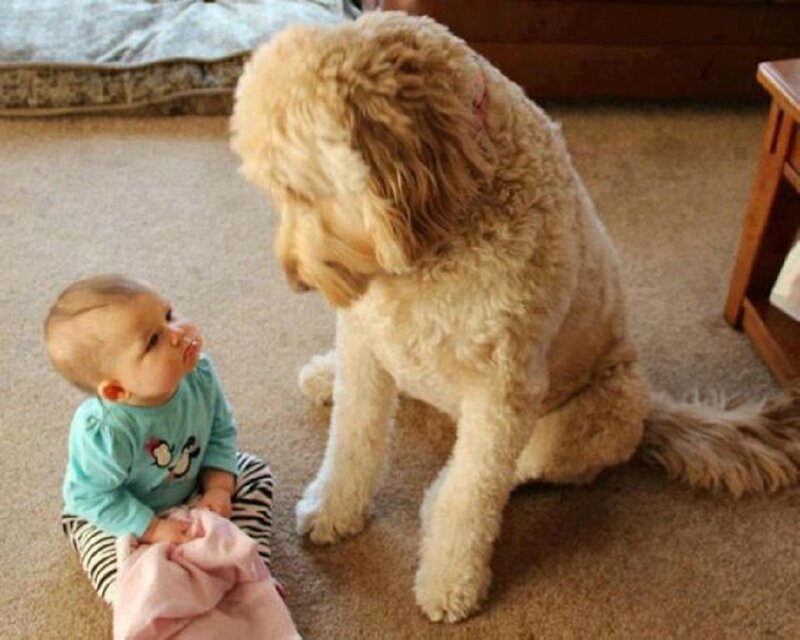 Baby and Dog Sitting — Beige, Calm
