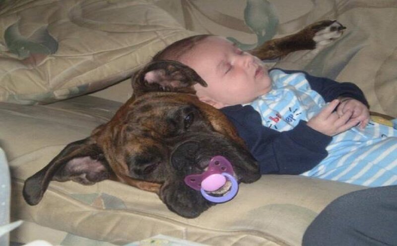 Baby and Dog Sleeping — Brown