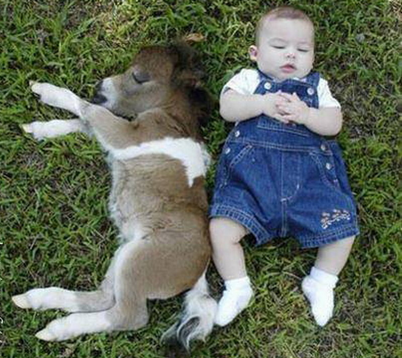 Baby and Foal Sleeping — Green