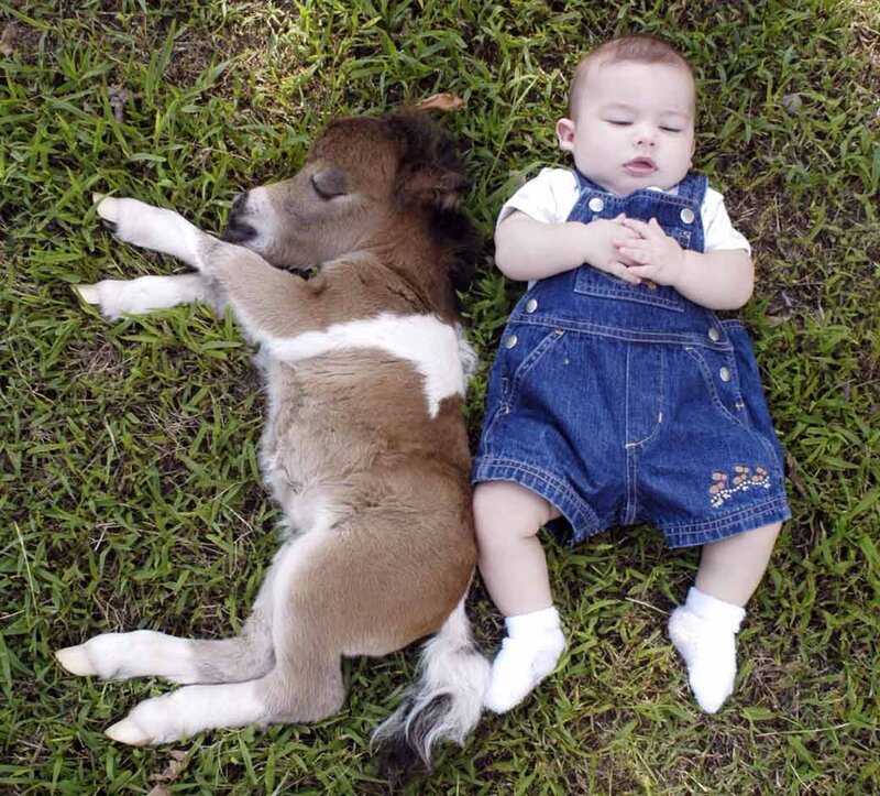 Baby and Foal Sleeping