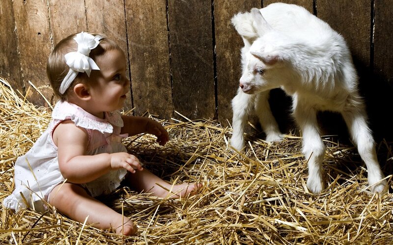 Baby and goat in hay