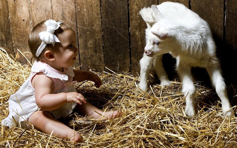 Baby and goat in hay