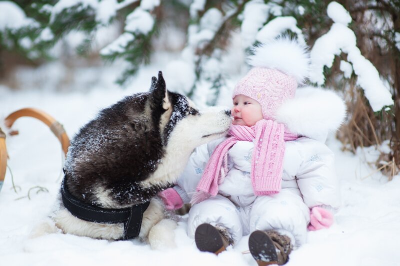 Baby and Husky in Snow — White