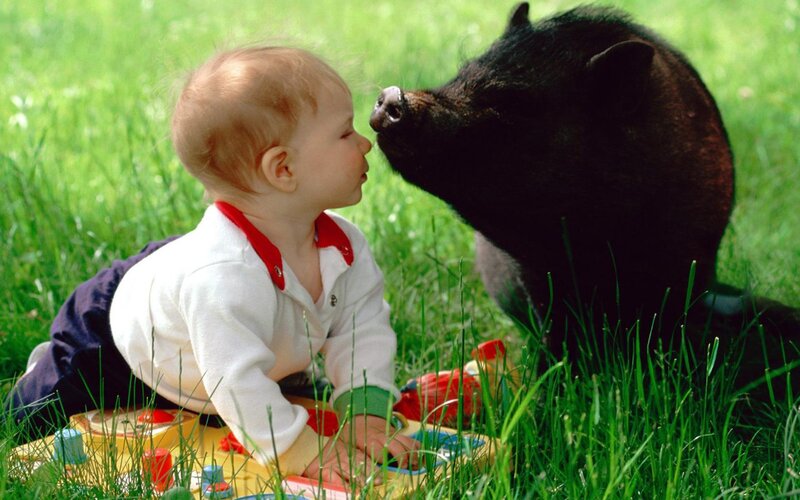 Baby and piglet playing together