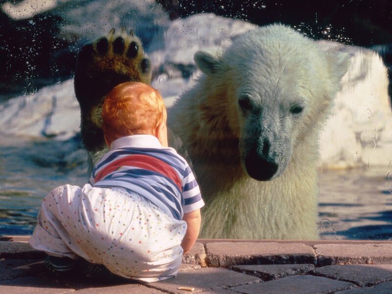 Baby and polar bear at zoo