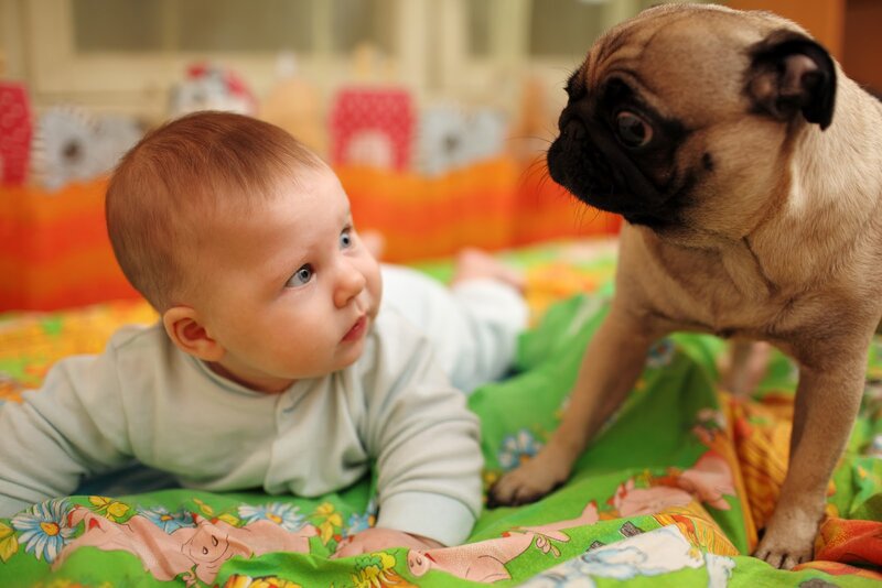 Baby and Pug Puppy
