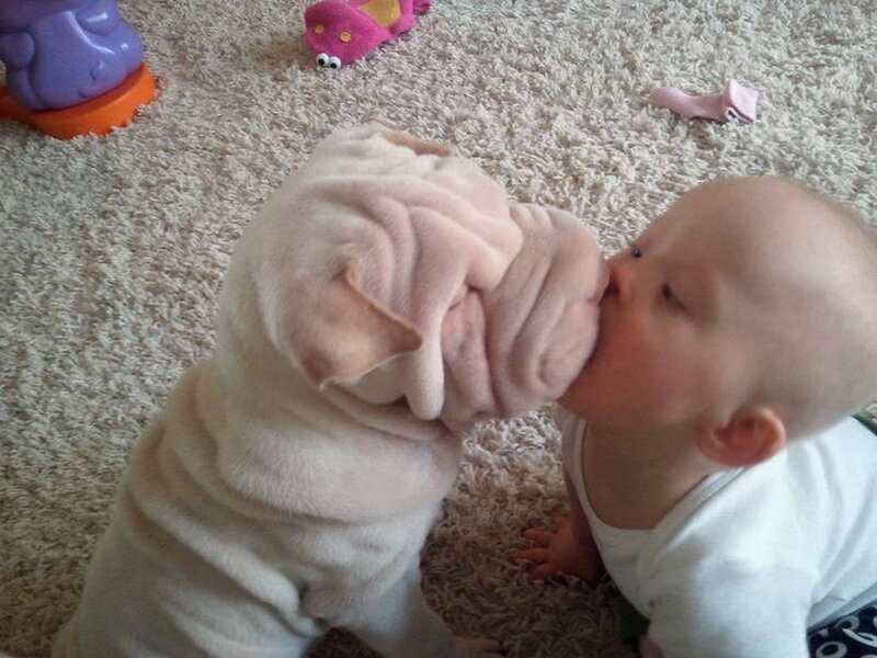 Baby and Puppy Kissing