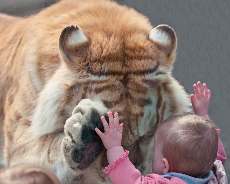 Baby and Tiger Cub