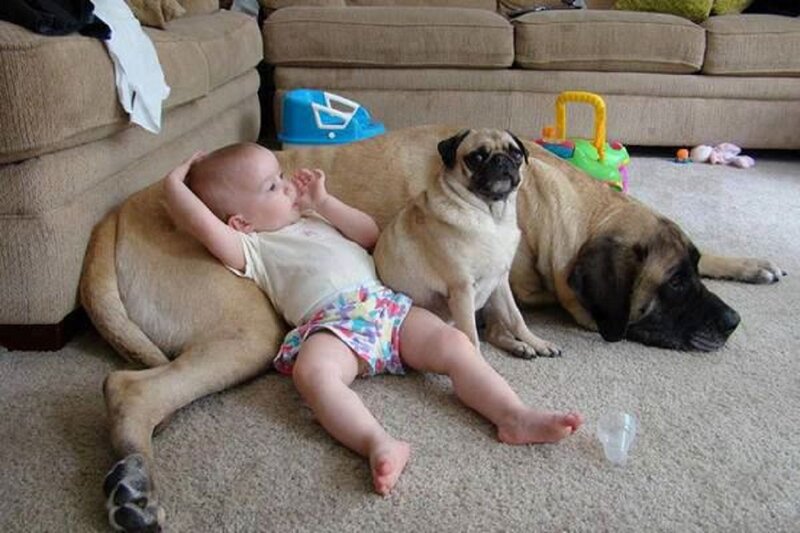 Baby and Two Dogs