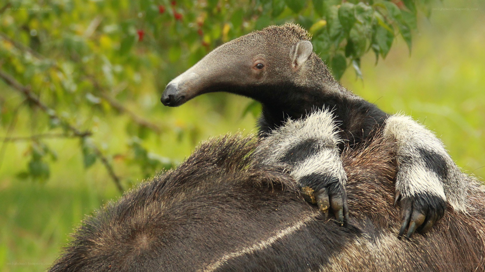 Baby anteater on parent's back