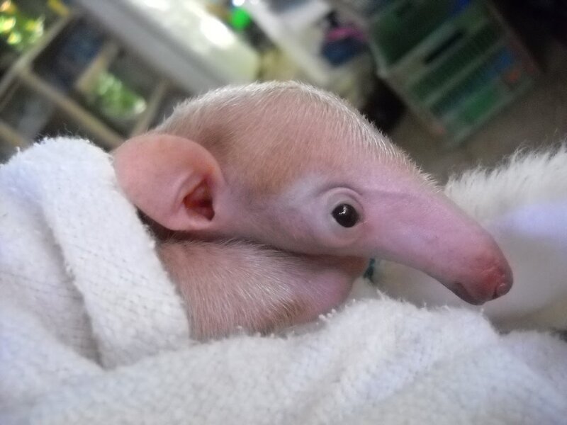 Baby Anteater Wrapped