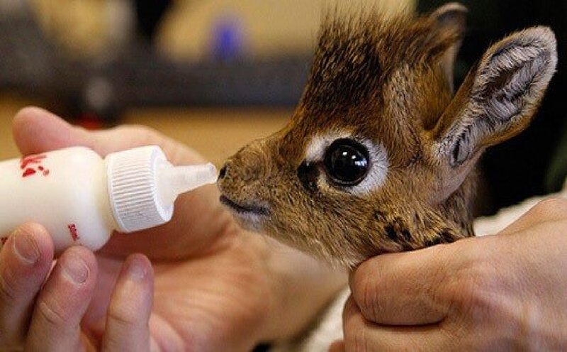 Baby Antelope Being Fed