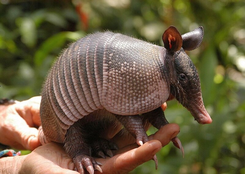 Baby armadillo in hand