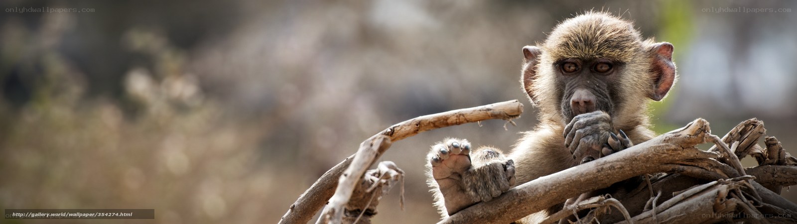 Baby baboon on a branch