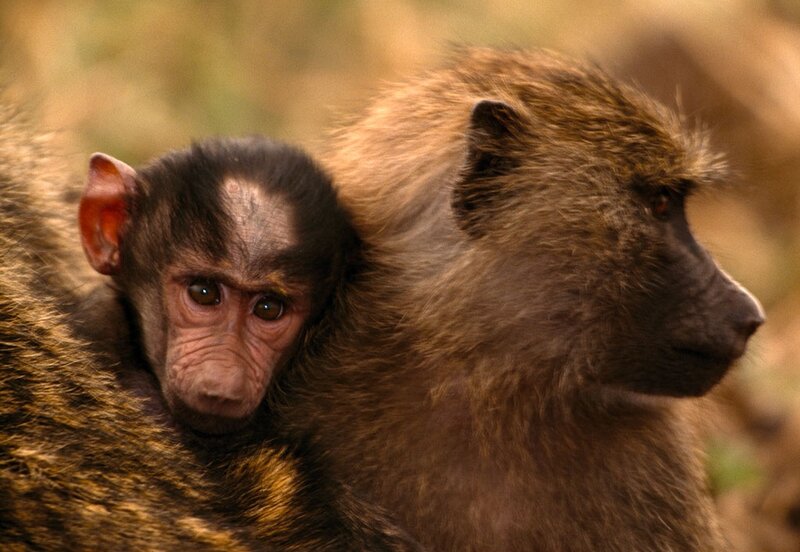 Baby Baboon on Adult