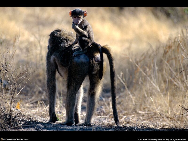 Baby baboon on mother's back