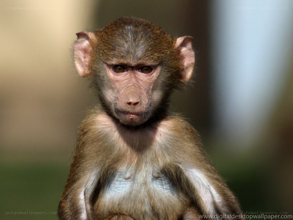 baby baboon portrait