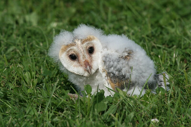 Baby barn owl in grass