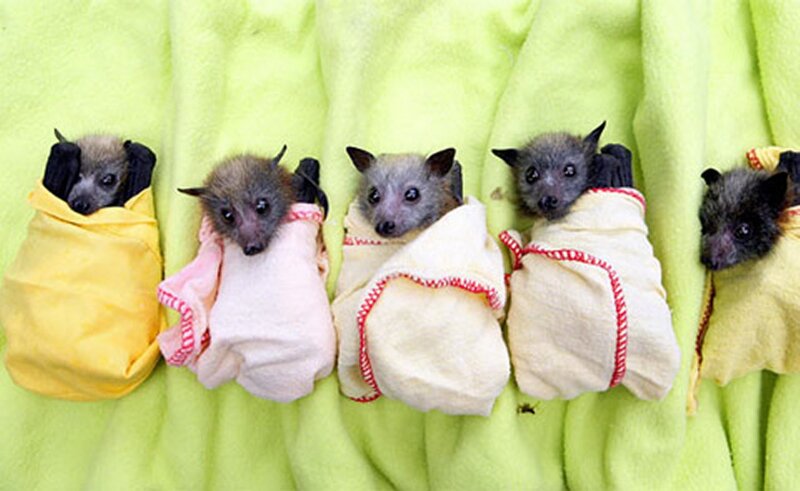 Baby Bats Wrapped in Cloth