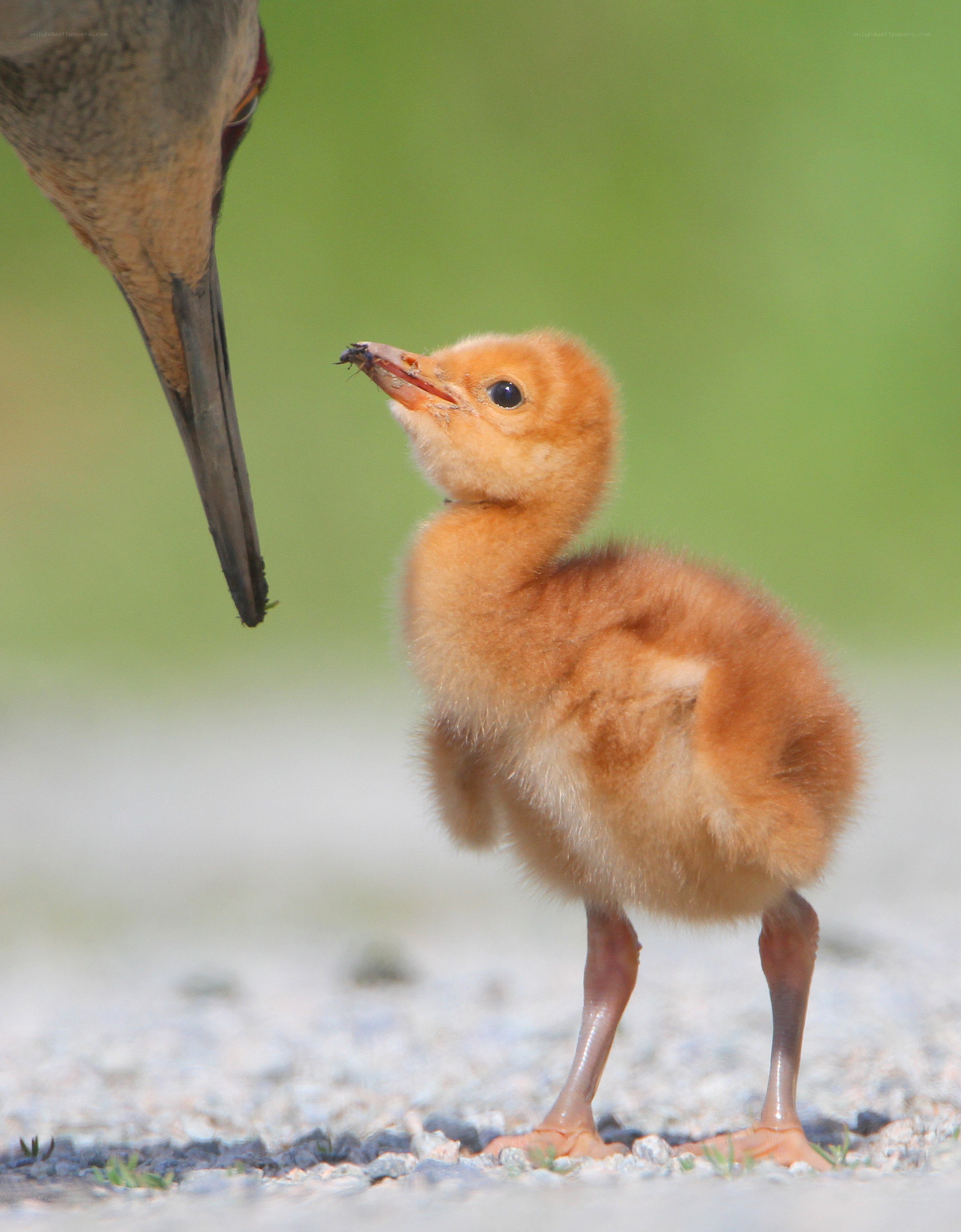 Baby bird being fed by parent