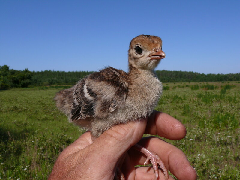 Baby bird held in hand