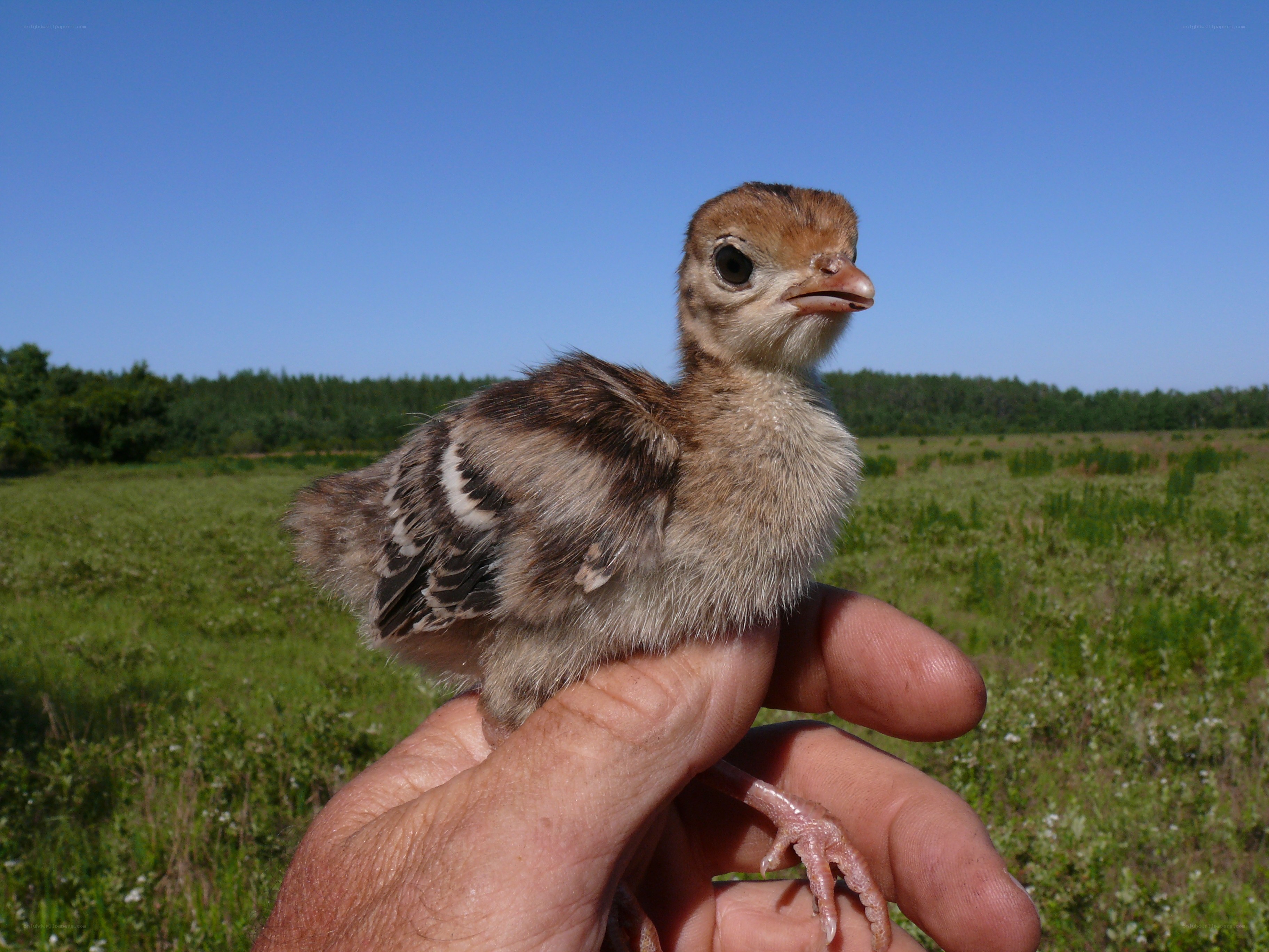 Baby bird held in hand