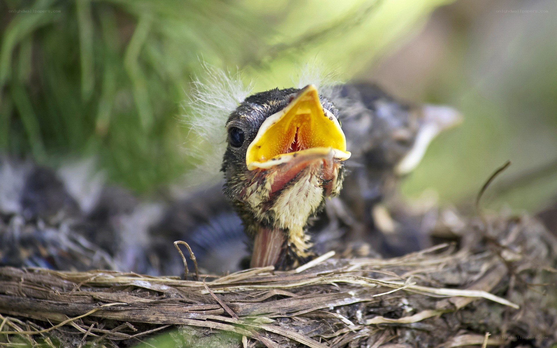 Baby bird in a nest