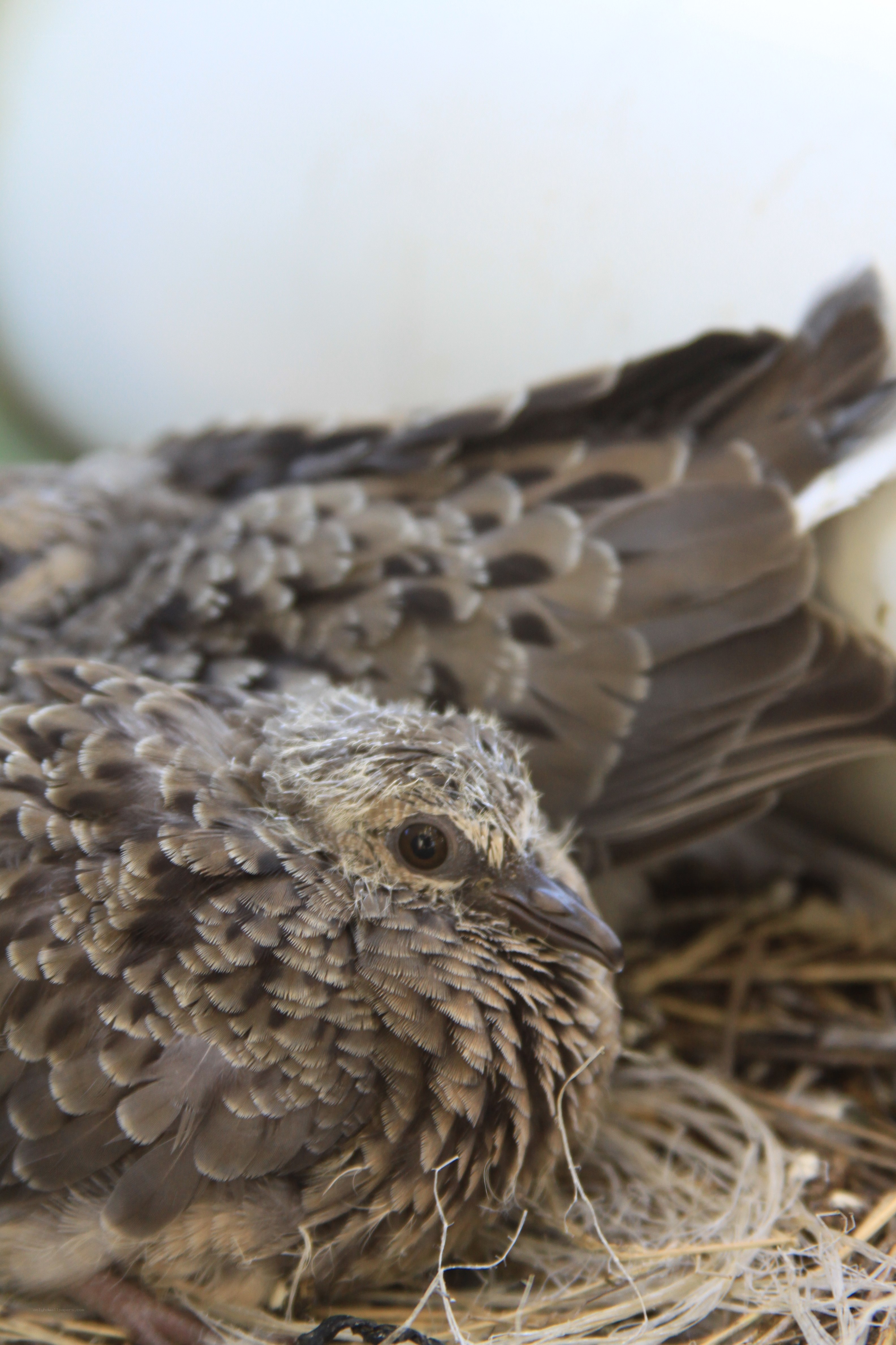 Baby bird in a nest