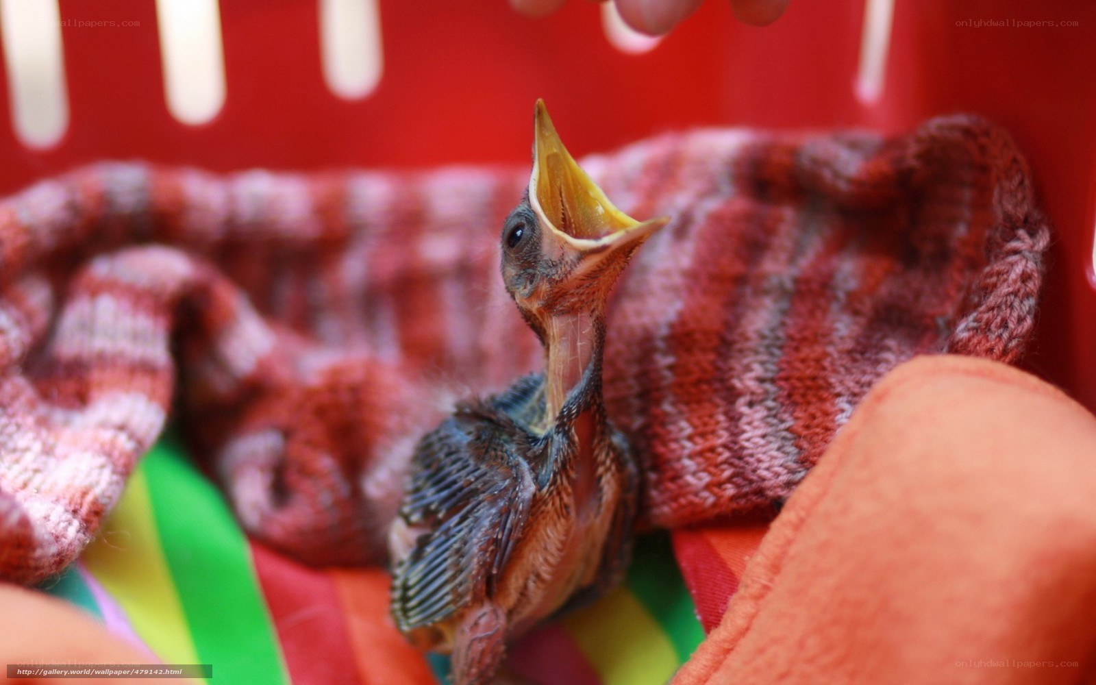baby bird in basket