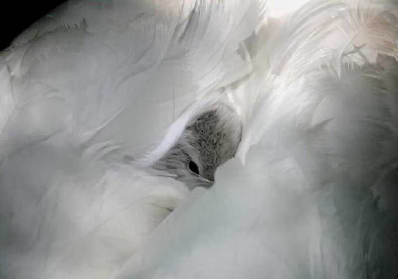 Baby Bird in Feathers