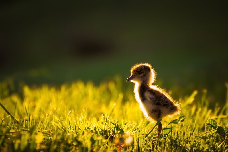 Baby Bird in Grass