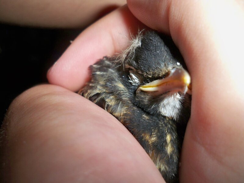 Baby Bird in Hand — Black