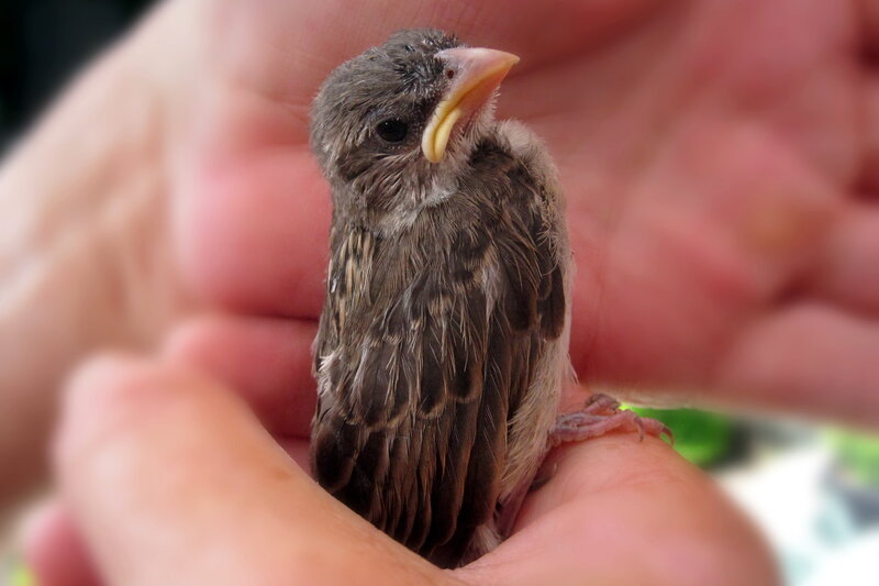Baby Bird in Hand — Brown, Calm