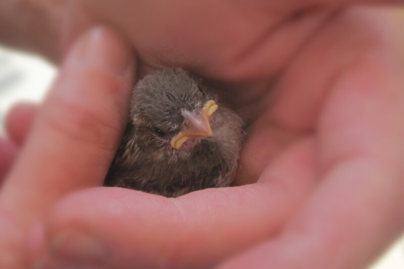 Baby Bird in Hand — Brown