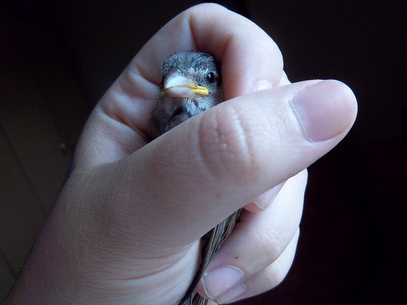 Baby Bird in Hand — White