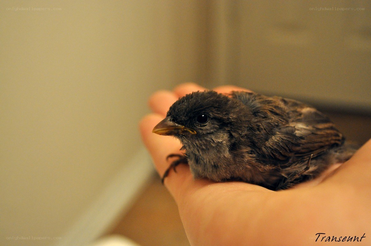 Baby bird in hand