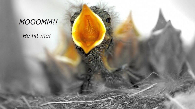 Baby Bird in Nest — Black