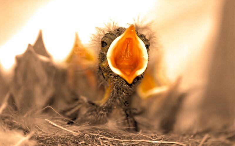 Baby Bird in Nest — Brown, Demanding