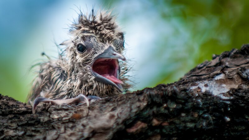 Baby Bird in Nest — Brown, Natural, Photograph