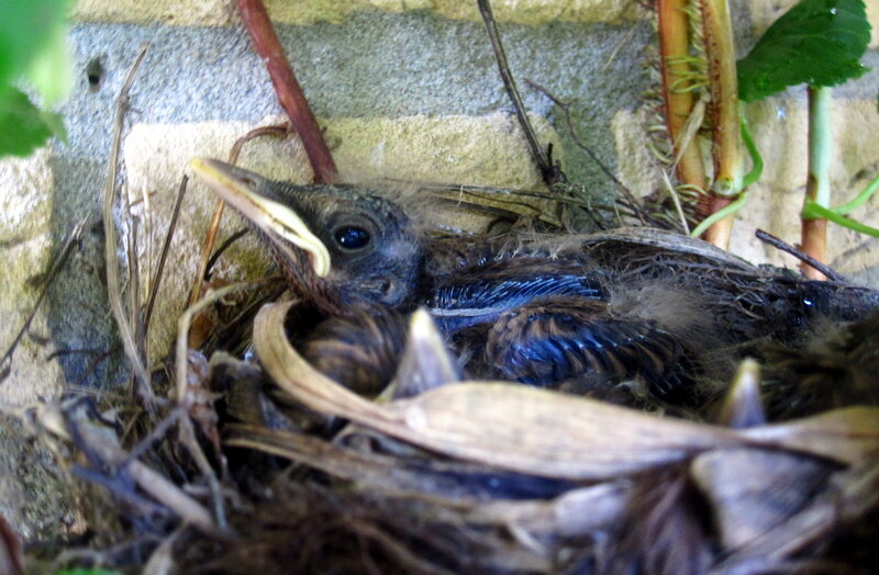 Baby Bird in Nest — Brown, Natural