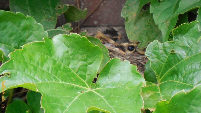 Baby Bird in Nest — Green, Natural, Afternoon