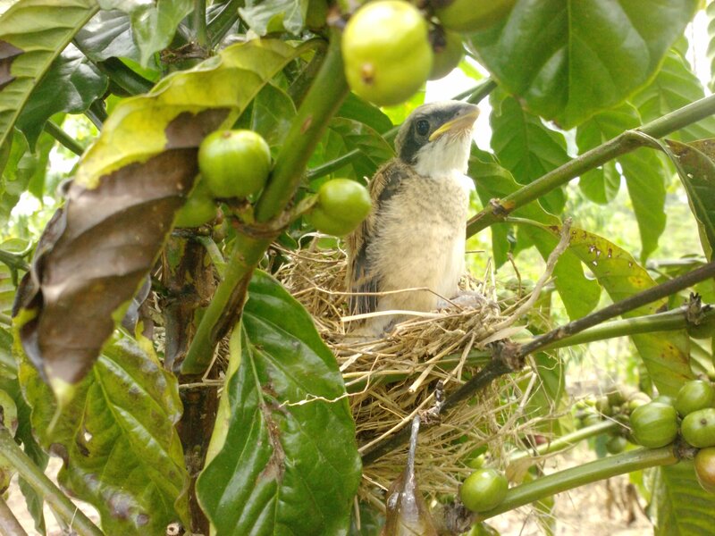 Baby Bird in Nest — Green, Natural, Morning