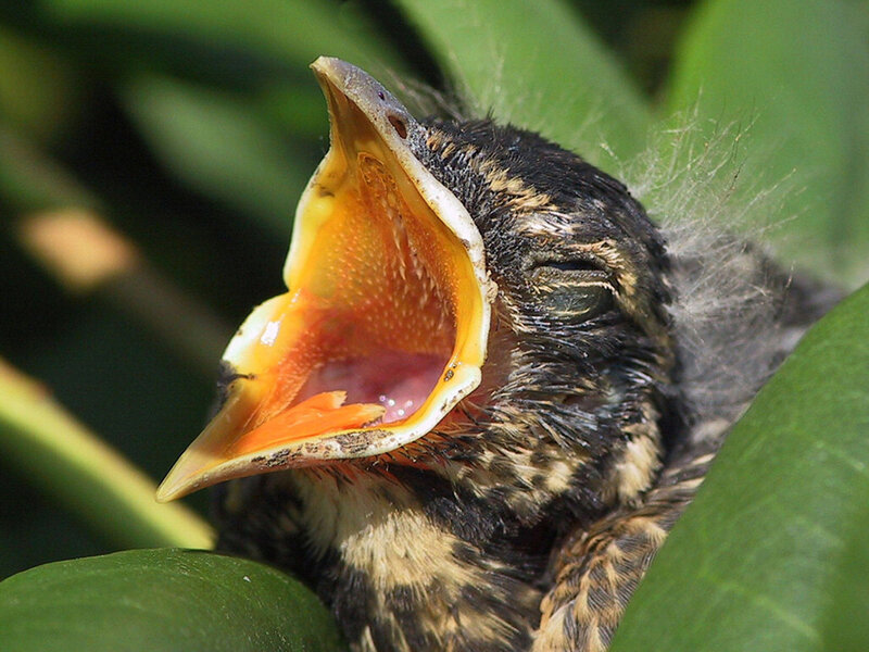 Baby Bird in Nest — Green, Natural