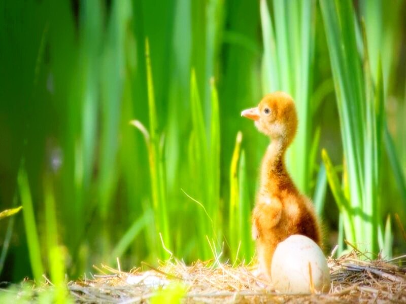 Baby Bird in Nest — Green