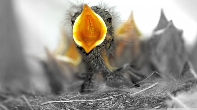 Baby Bird in Nest — Yellow, Intense