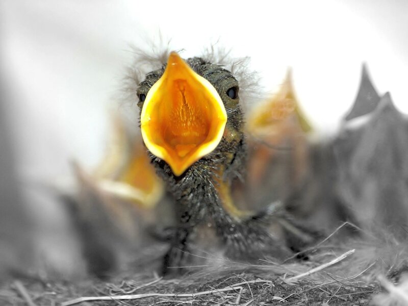 Baby Bird in Nest — Yellow, Vulnerable
